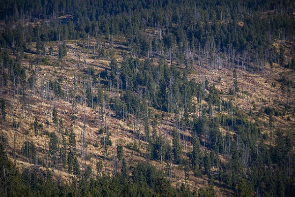 Bosque con parches de árboles desaparecidos