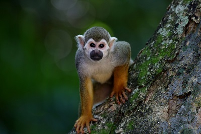 Mono en su hábitat natural