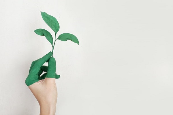 Una mano sosteniendo una planta